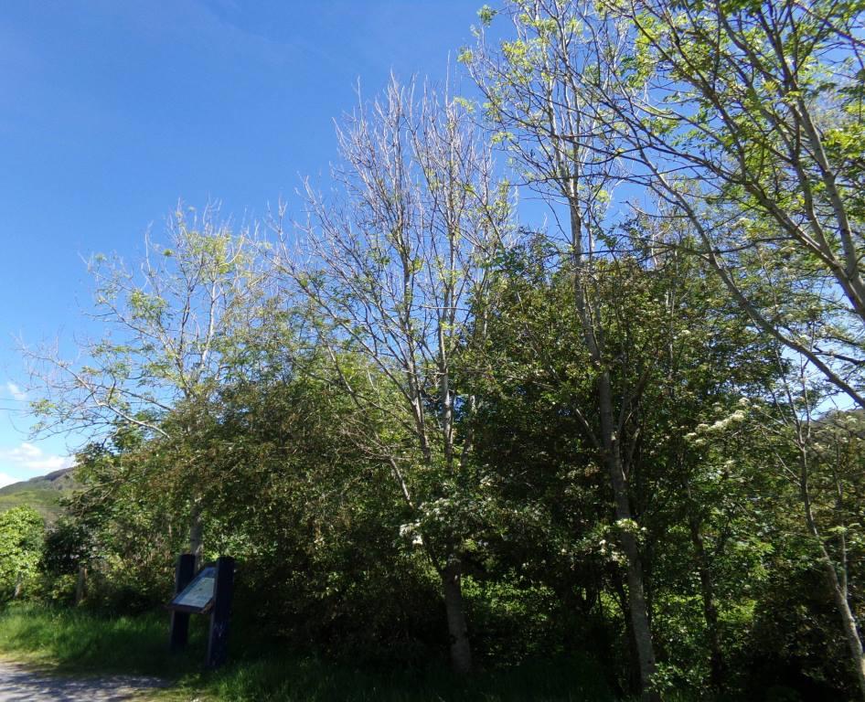 Ash tree showing effects of die-back